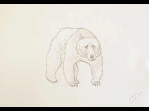 Эскиз медведя карандашом