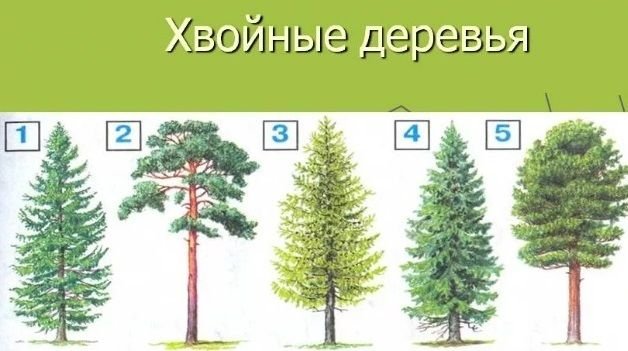 Хвойные деревья фото 1 класс
