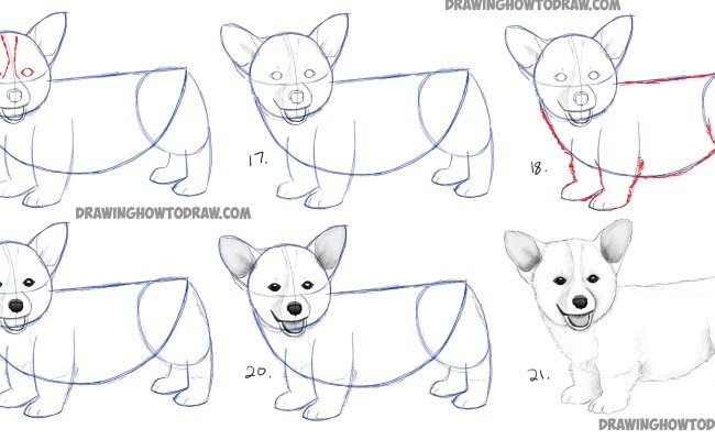 Рисование корги по этапам