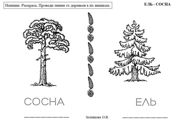Сосна раскраска