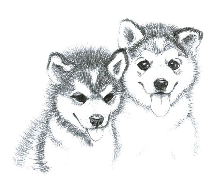 Рисунок щенка для срисовки