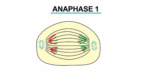 Метафаза анафаза 1