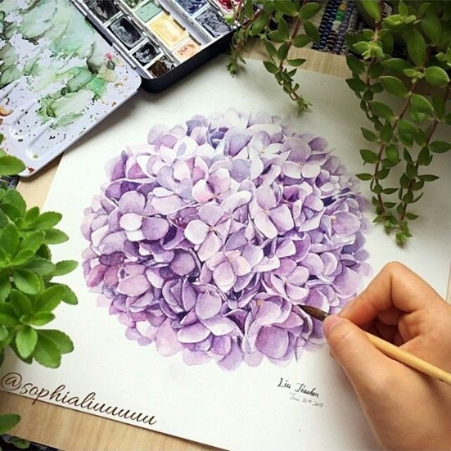 Гортензия рисунок акварель