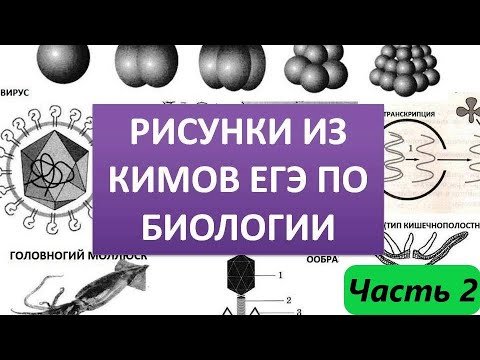 Егэ биология