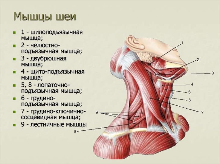 Мышцы шеи