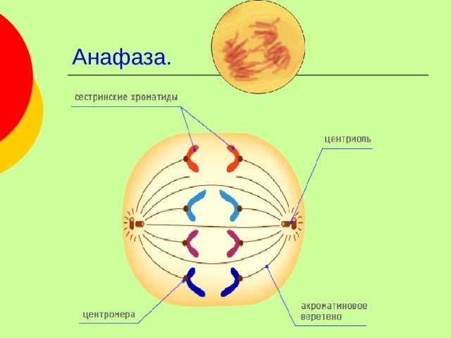 Анафаза 2