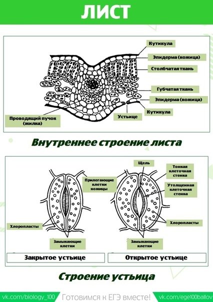 Картинки из заданий ЕГЭ по биологии