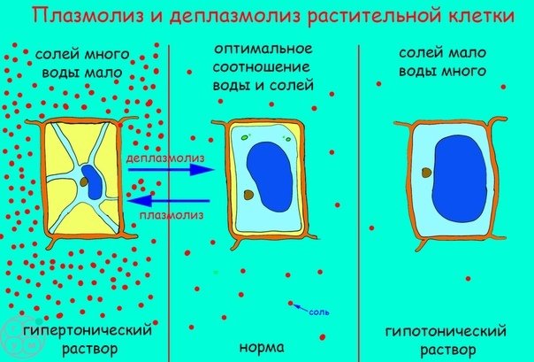 Плазмолиз и деплазмолиз