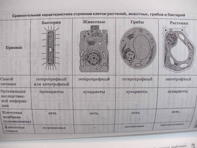 Таблицы и схемы по биологии для подготовки к ЕГЭ