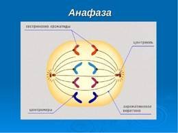 Фазы митоза анафаза