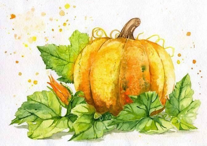Тыквы акварелью зарисовки