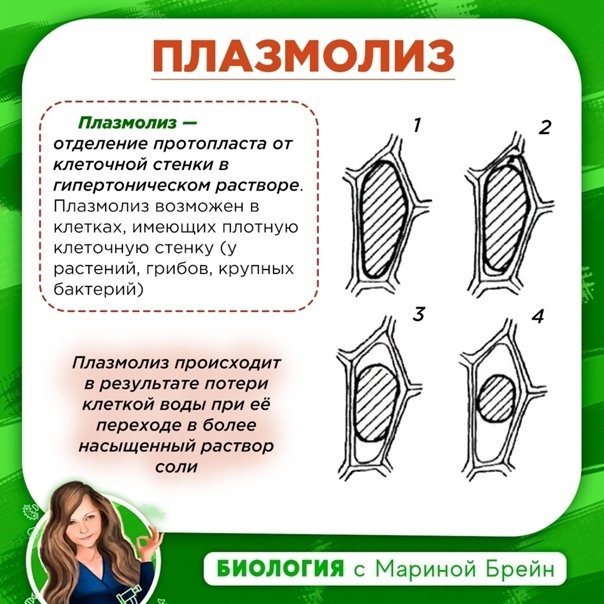 Плазмолиз и деплазмолиз в растительной клетке