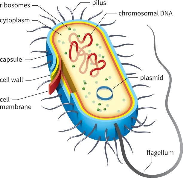 Клетка бактерии