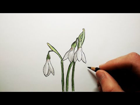 Подснежник рисунок карандашом