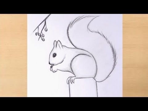 Рисунок белки для срисовки