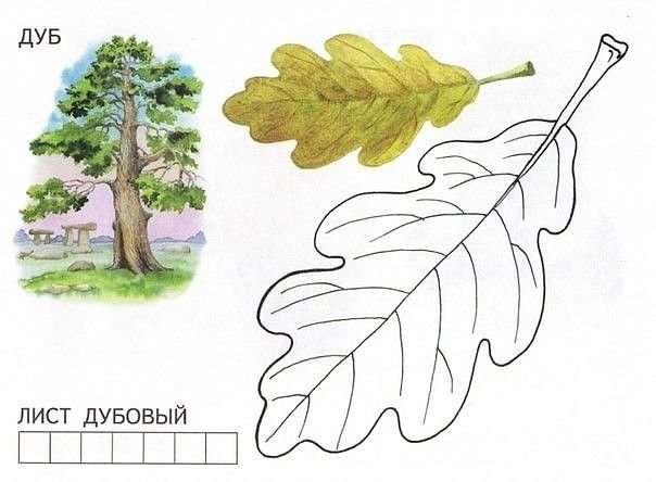Раскраска листья деревьев для детей