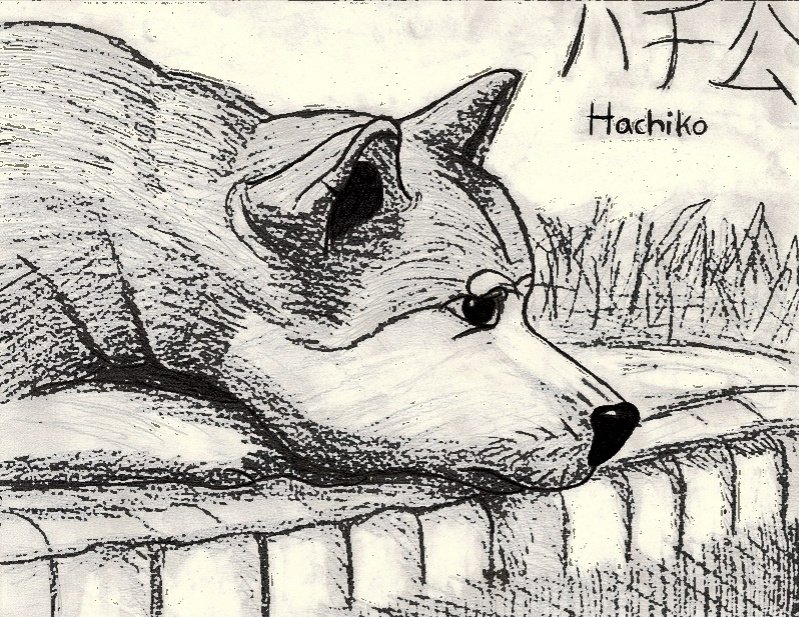 Хатико рисунок карандашом