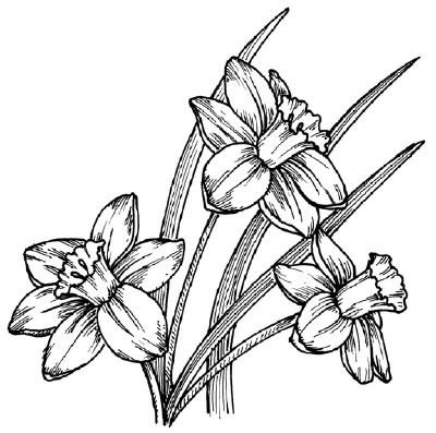 Рисунки цветов для срисовки