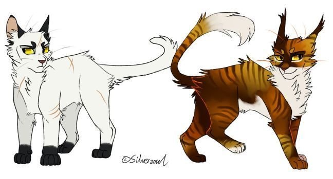 Коты Воители сол и Чернозвезд
