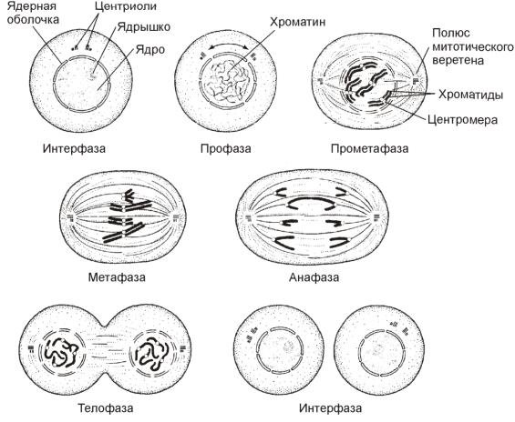 Схема интерфазы митоза