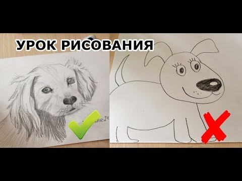 Как нарисовать собаку Муму