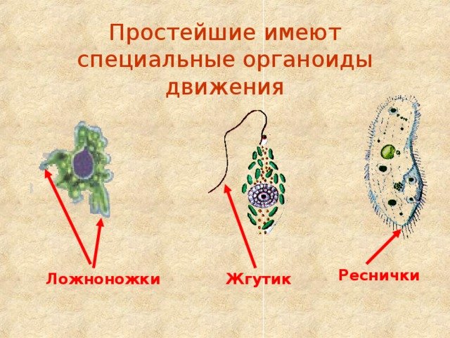 Движение простейших