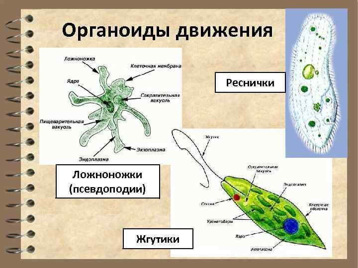Строение жгутиков и ресничек эукариотической клетки