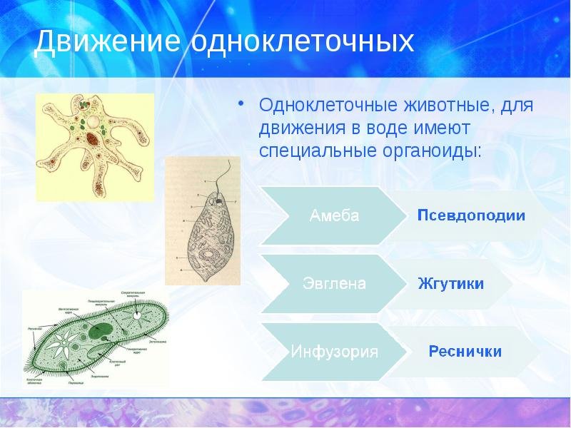 Передвижение одноклеточных животных