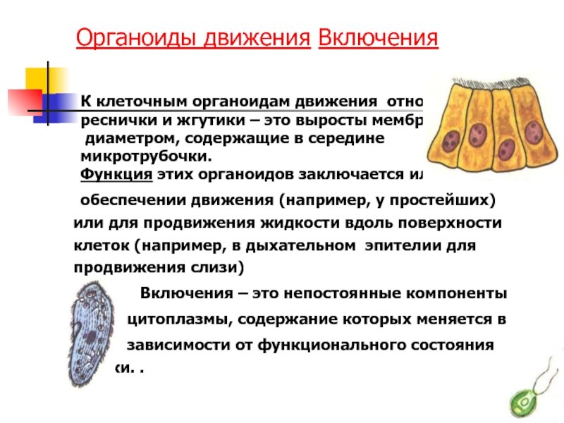 Перечислите органоиды движения клетки