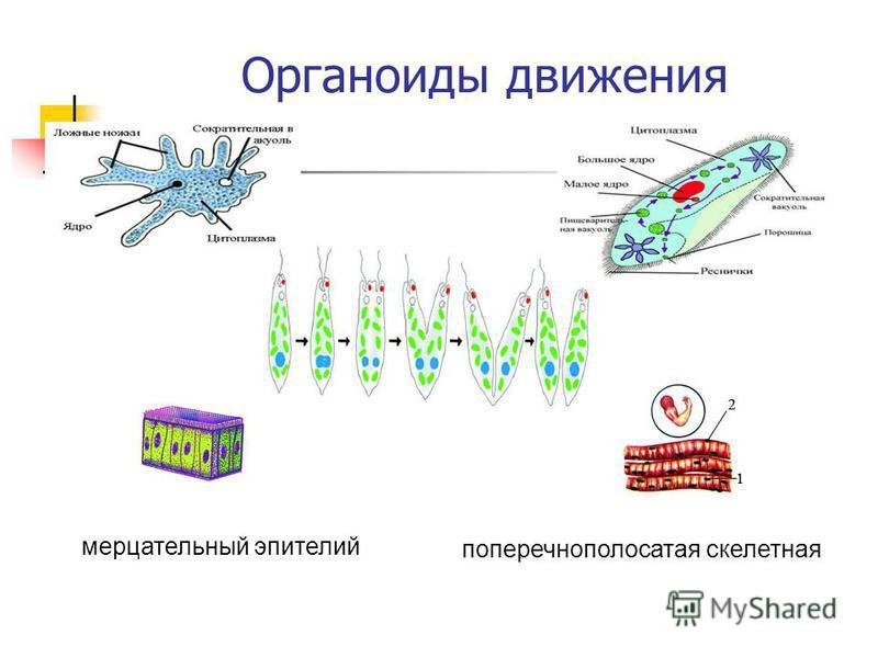 Органоиды движения строение и функции