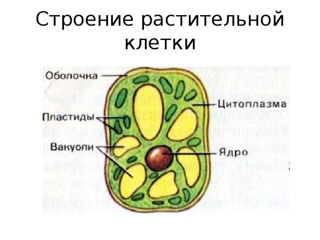 Зарисуйте схему строения растительной клетки органоиды подпишите