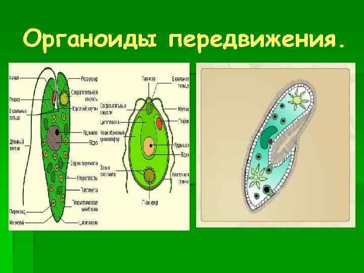 Органоиды передвижения