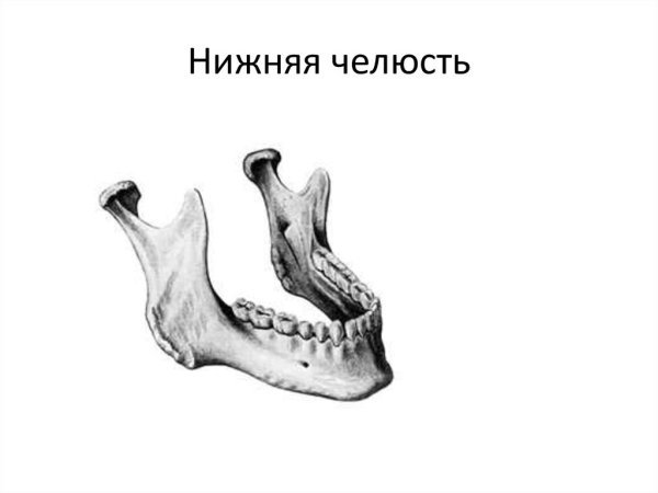 Строение нижней челюсти