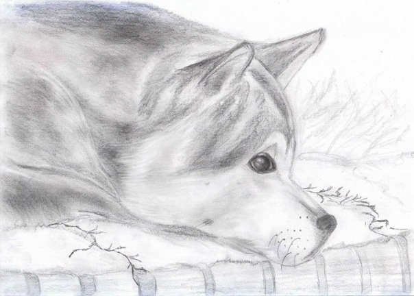 Хатико рисунок легкий