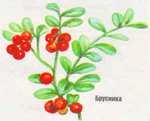 Надпись брусника