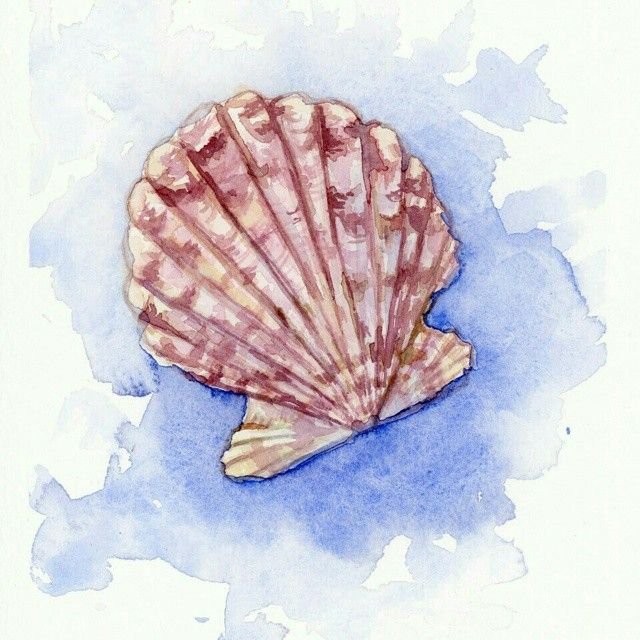 На рисование морской раковины