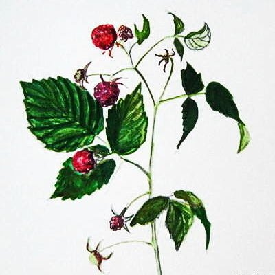 Куст малины рисунок для детей