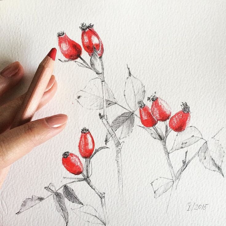 Рисование шиповник