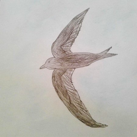 Рисунок Стрижонок Стриж