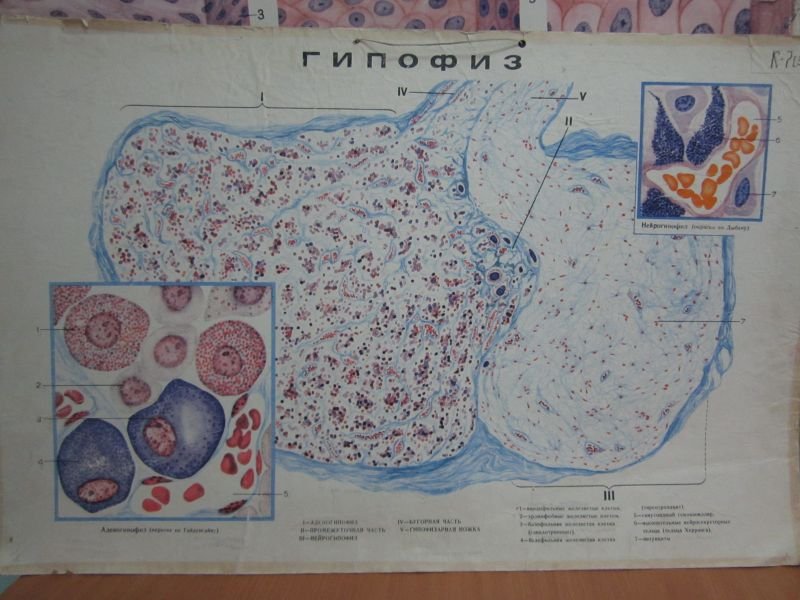 Гипофиз человека гистология препарат по Маллори