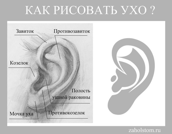 Ухо строение ушной раковины