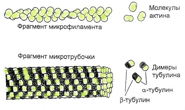 Микрофиламенты гистология