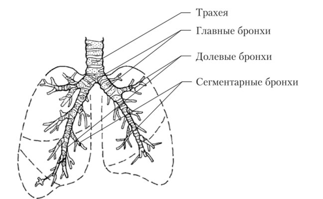 Трахея и бронхи схема