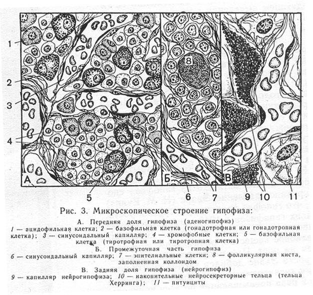 Передняя доля аденогипофиз гистология