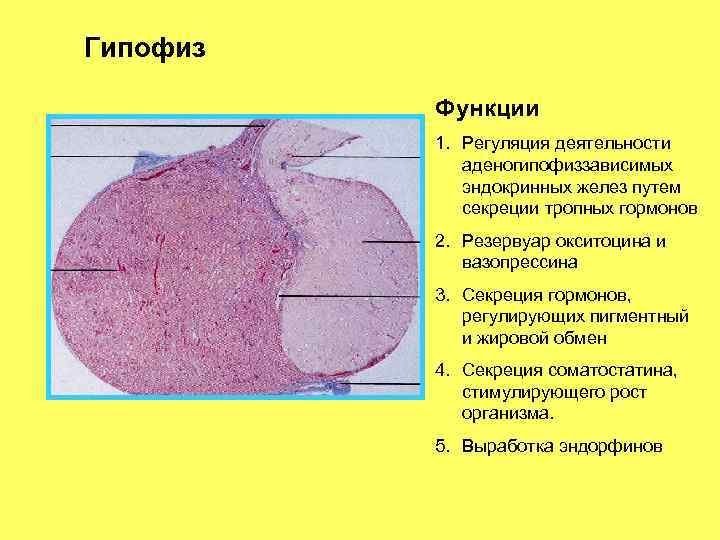 Аденогипофиз строение гистология