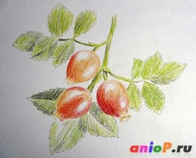 Шиповник ягоды рисунок