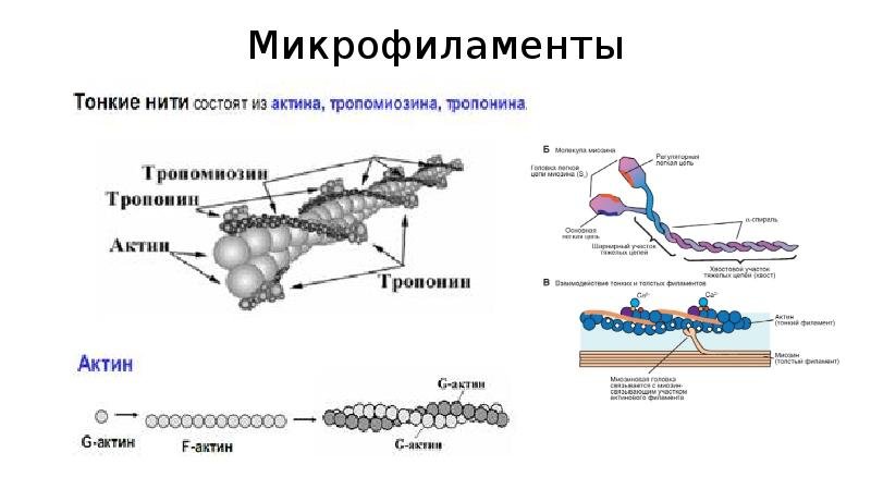 Микрофиламенты строение и функции
