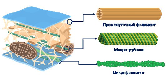 Микротрубочки эукариотической клетки