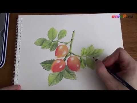 Шиповник рисунок для детей
