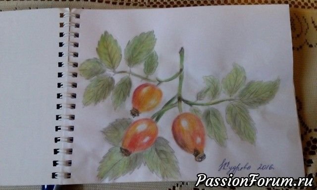 Куст шиповника рисунок карандашом
